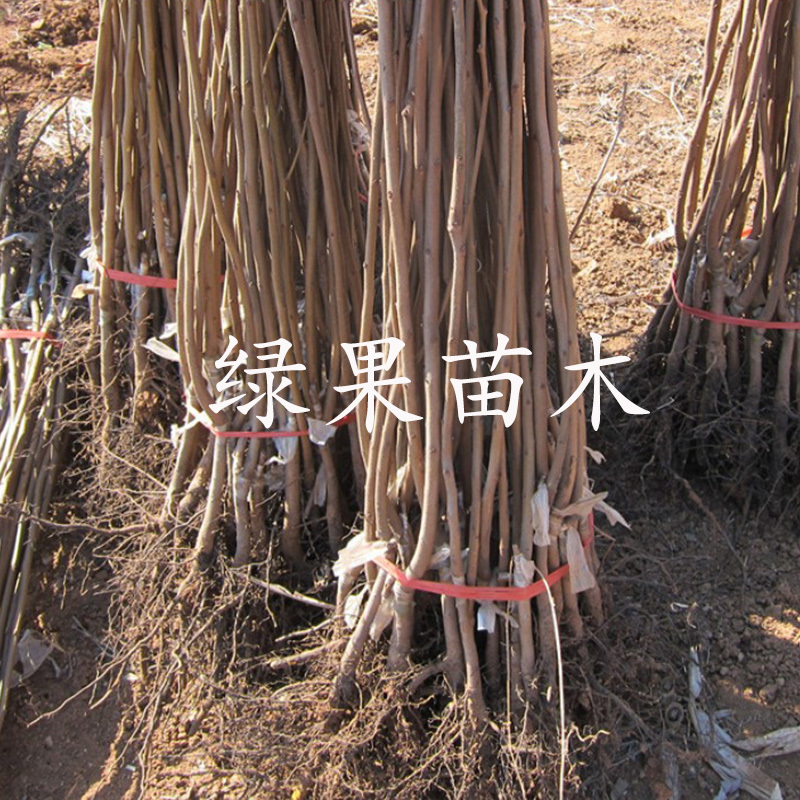 甜柿子苗，阳丰水果柿子脆甜硬度好，在树上直接吃的
