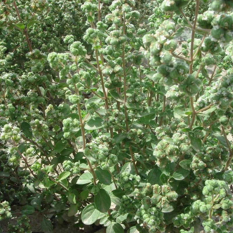 甜牛至种子白花早熟採叶子高产西餐专用味道浓郁