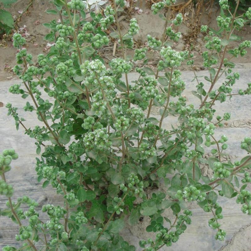 甜牛至种子白花早熟採叶子高产西餐专用味道浓郁
