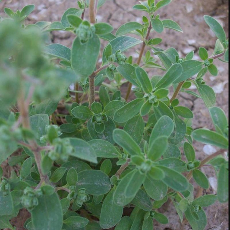 甜牛至种子白花早熟採叶子高产西餐专用味道浓郁