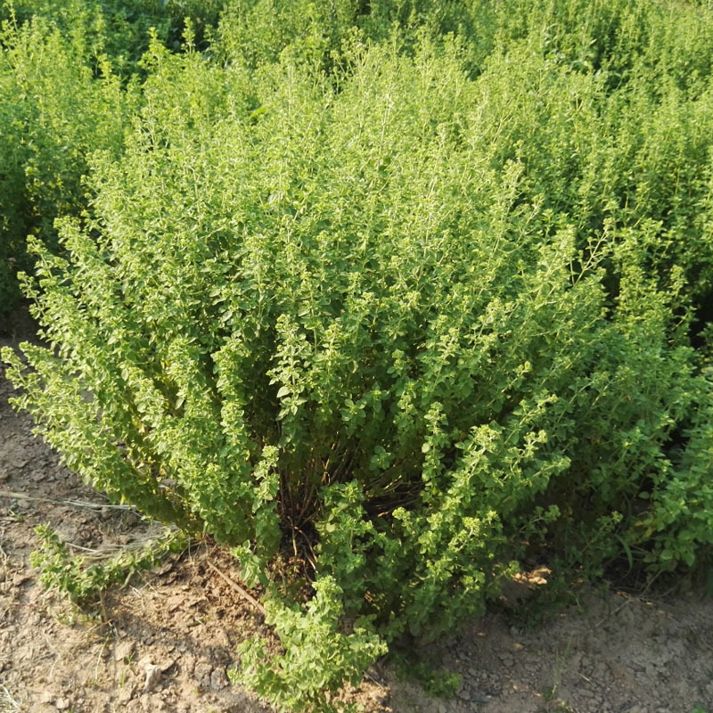 甜牛至种子白花早熟採叶子高产西餐专用味道浓郁