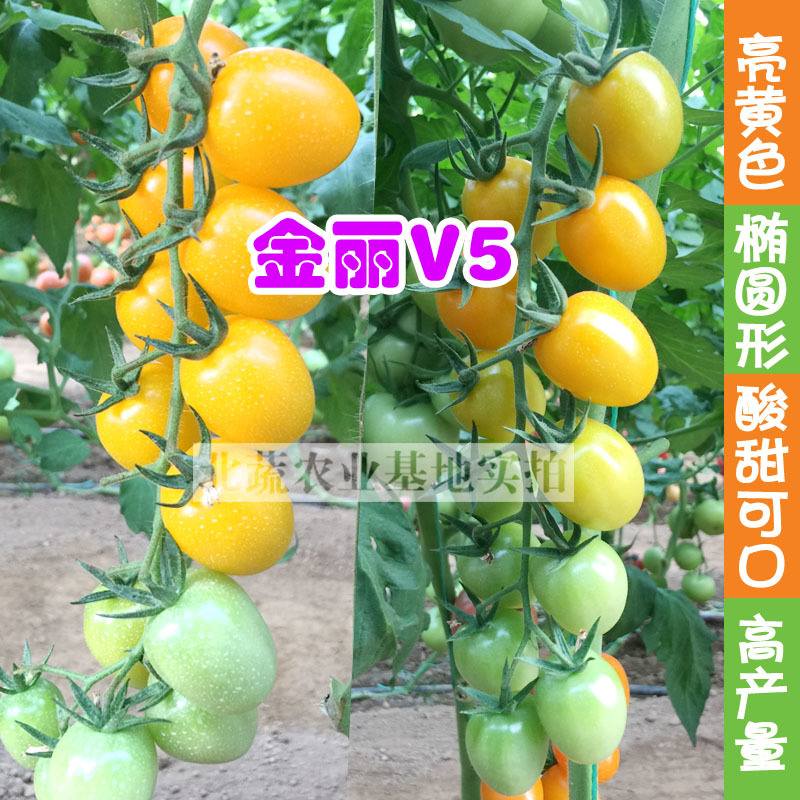 千禧圣女果种子黄色小番茄种籽好吃樱桃番茄种小黄柿子籽