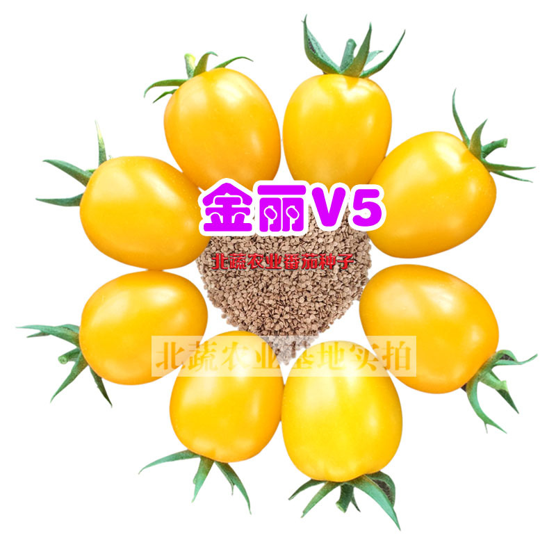 千禧圣女果种子黄色小番茄种籽好吃樱桃番茄种小黄柿子籽