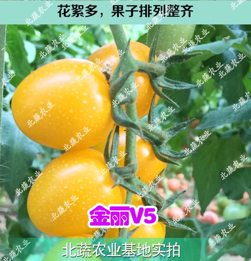 千禧圣女果种子黄色小番茄种籽好吃樱桃番茄种小黄柿子籽