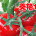 美艳106精品大红番茄种子耐裂大果中型果抗病毒南方耐热