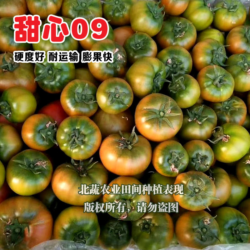 草莓柿子种子酸甜水果西红柿种籽青肩绿腚番茄甜心09中大果