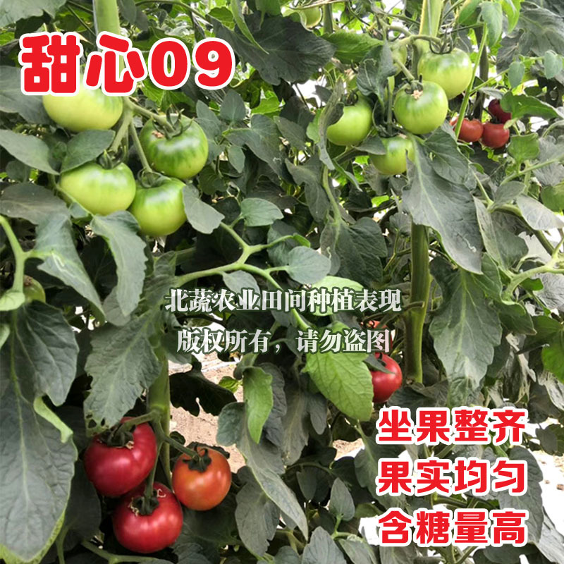 草莓柿子种子酸甜水果西红柿种籽青肩绿腚番茄甜心09中大果