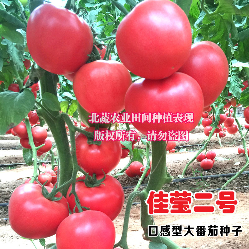 大果草莓番茄种子好吃水果西红柿种籽有青肩口感好