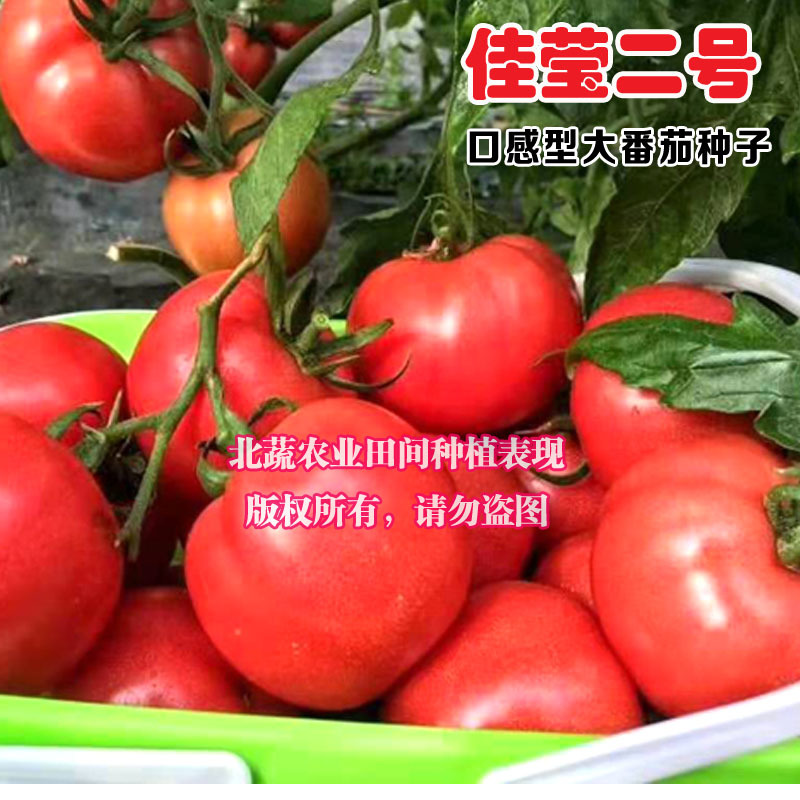 大果草莓番茄种子好吃水果西红柿种籽有青肩口感好