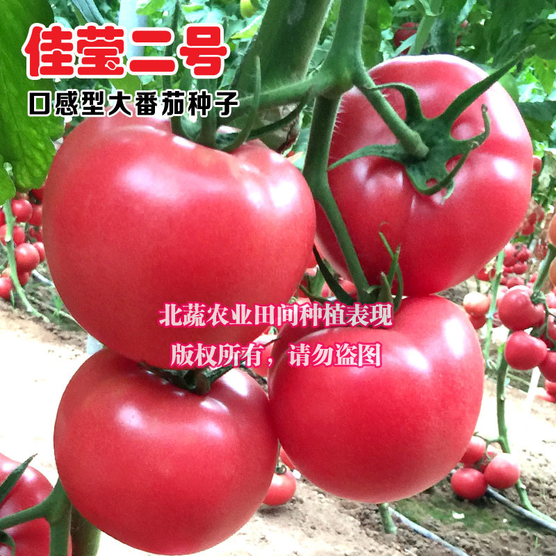 大果草莓番茄种子好吃水果西红柿种籽有青肩口感好