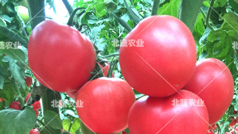 大果草莓番茄种子好吃水果西红柿种籽有青肩口感好