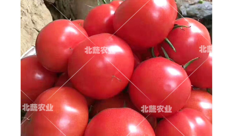 大果草莓番茄种子好吃水果西红柿种籽有青肩口感好