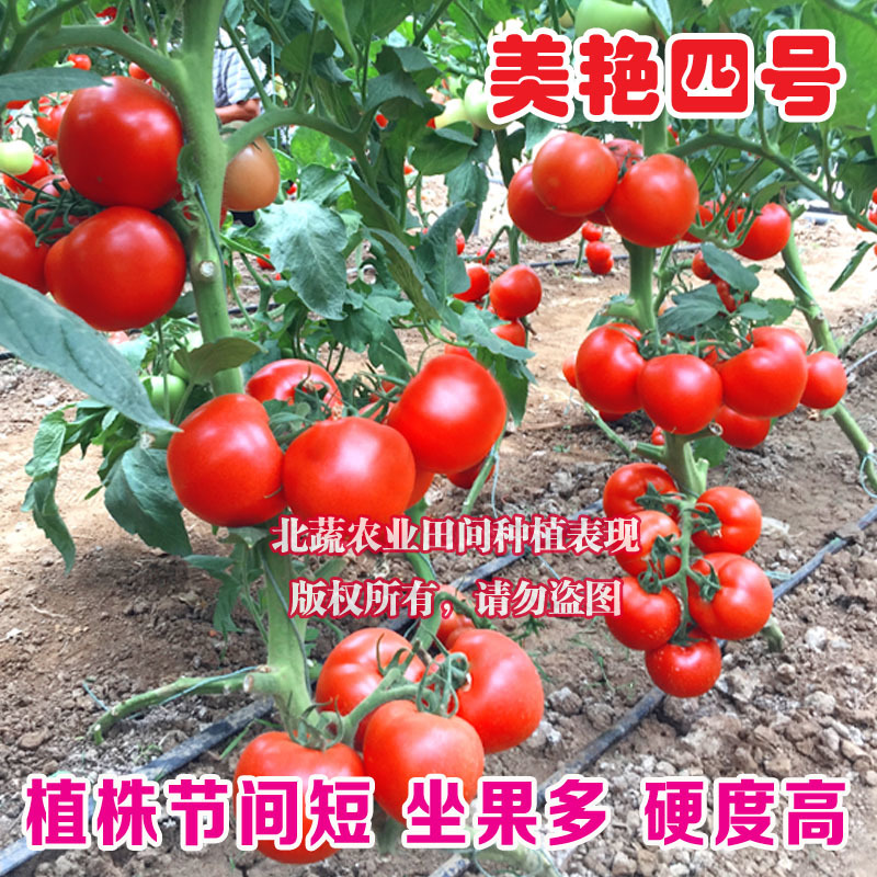自封顶番茄种子有限生长西红柿种籽大果抗Ty高硬度美艳四号