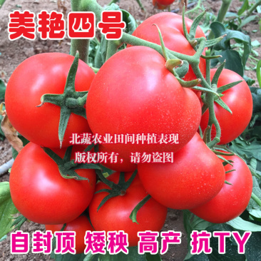 自封顶番茄种子有限生长西红柿种籽大果抗Ty高硬度美艳四号