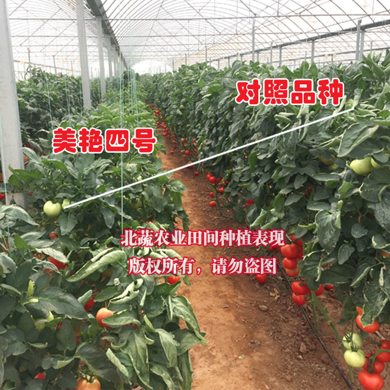 自封顶番茄种子有限生长西红柿种籽大果抗Ty高硬度美艳四号