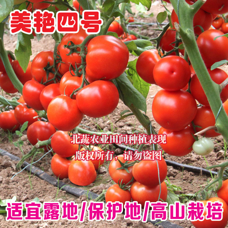 自封顶番茄种子有限生长西红柿种籽大果抗Ty高硬度美艳四号