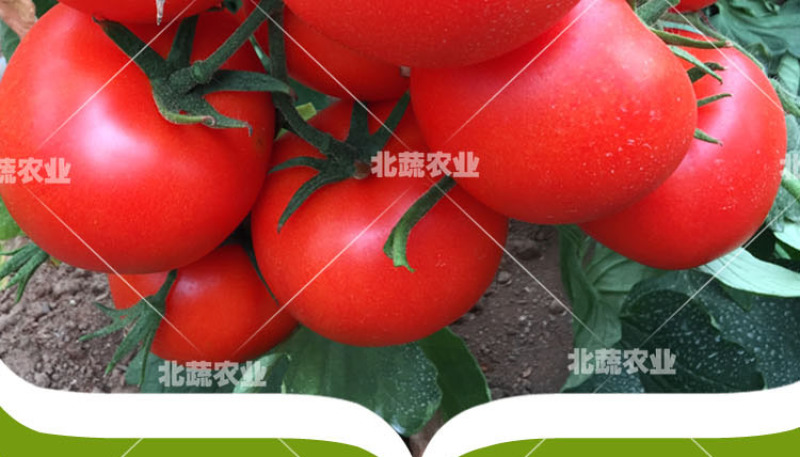 自封顶番茄种子有限生长西红柿种籽大果抗Ty高硬度美艳四号