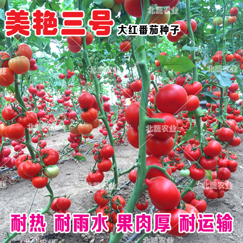 大红西红柿种子好吃大果耐裂番茄种子耐热耐雨水美艳三号