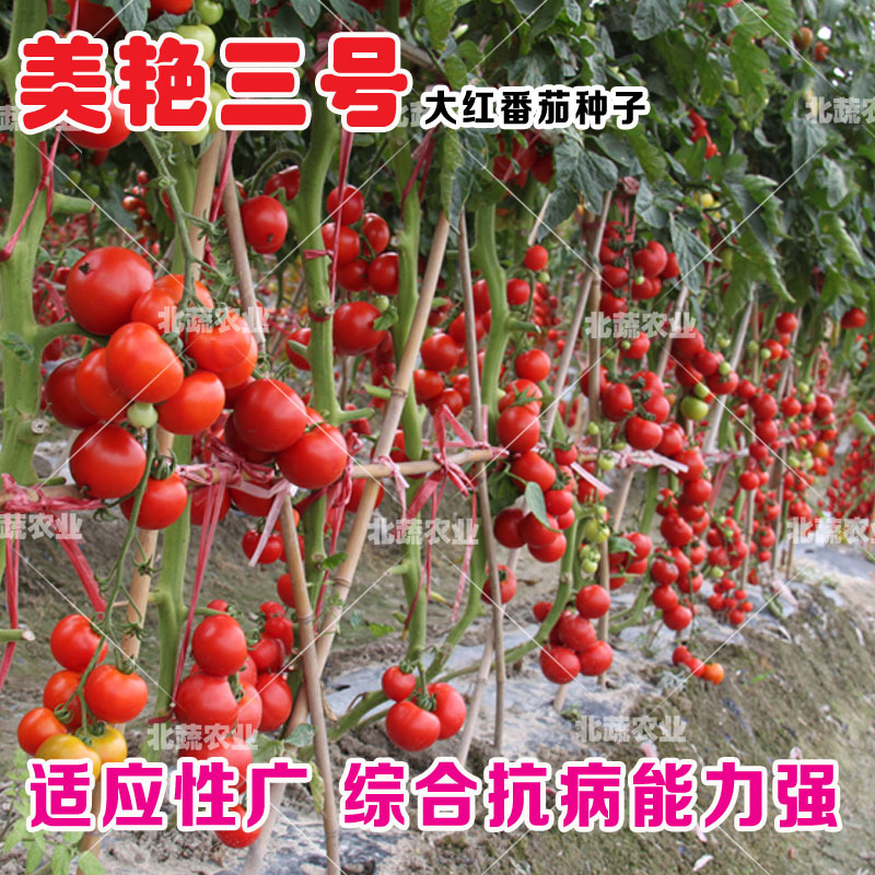 大红西红柿种子好吃大果耐裂番茄种子耐热耐雨水美艳三号