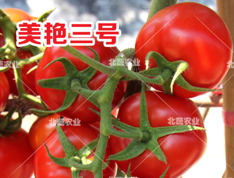 大红西红柿种子好吃大果耐裂番茄种子耐热耐雨水美艳三号
