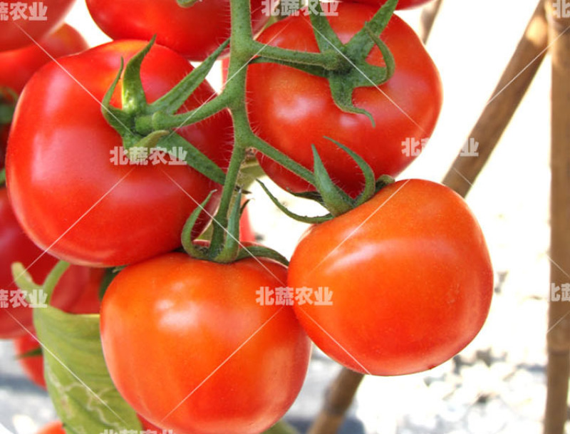 大红西红柿种子好吃大果耐裂番茄种子耐热耐雨水美艳三号