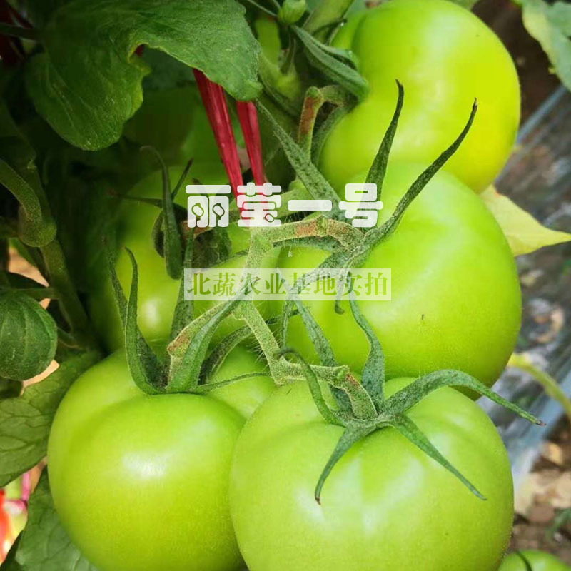 抗线虫番茄种子大果好吃西红柿种籽节位短矮秧口感好高硬度