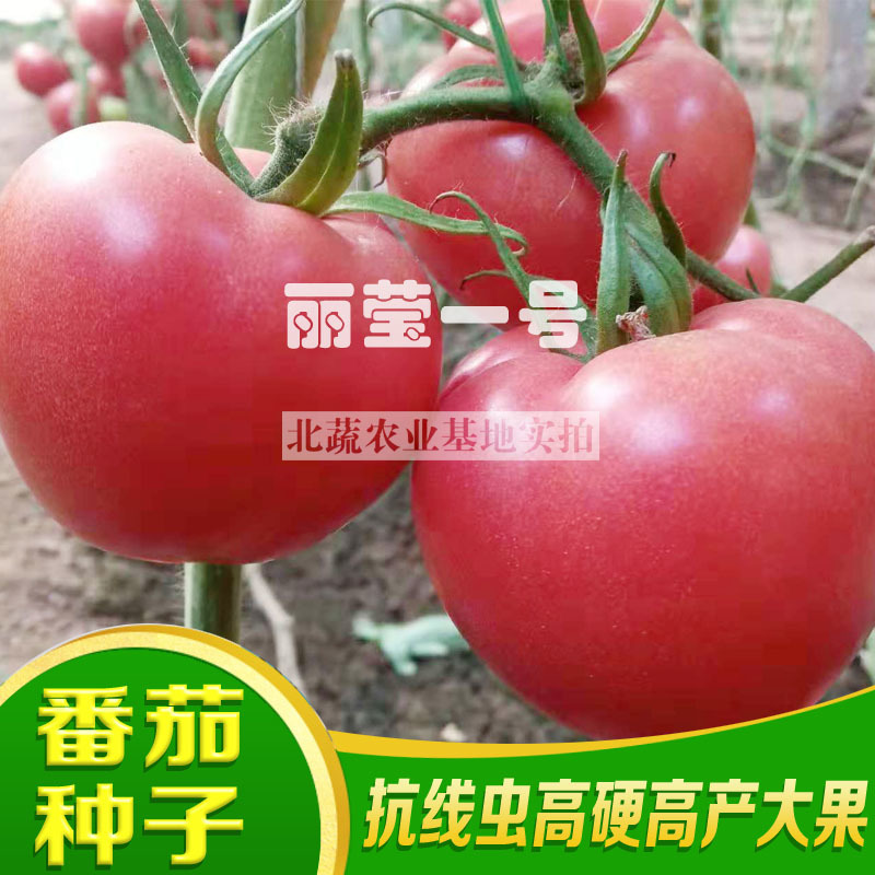抗线虫番茄种子大果好吃西红柿种籽节位短矮秧口感好高硬度