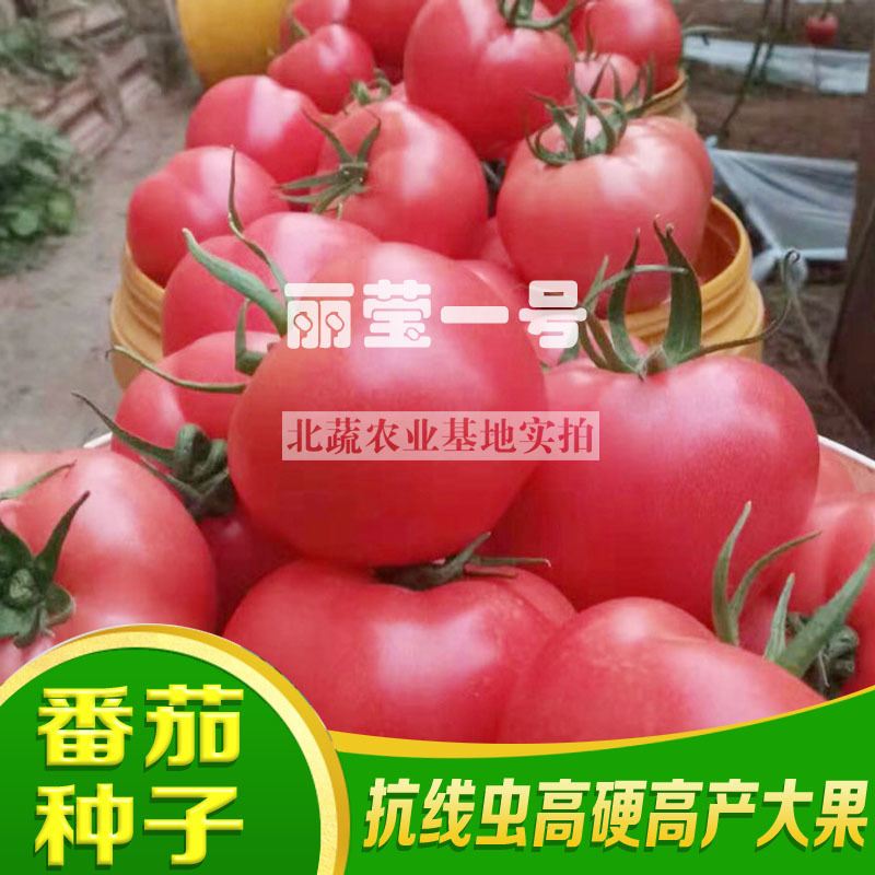 抗线虫番茄种子大果好吃西红柿种籽节位短矮秧口感好高硬度