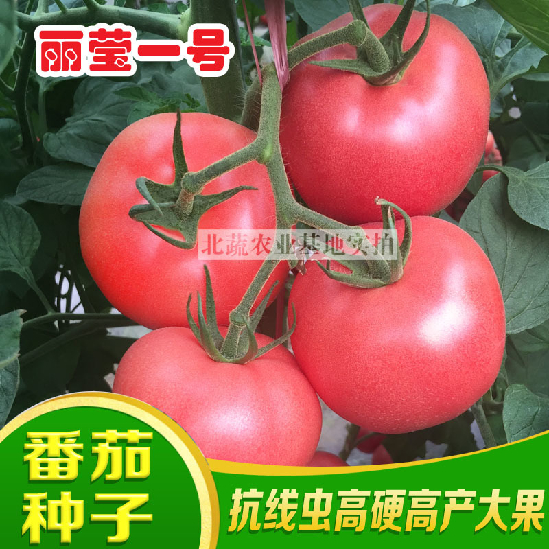 抗线虫番茄种子大果好吃西红柿种籽节位短矮秧口感好高硬度