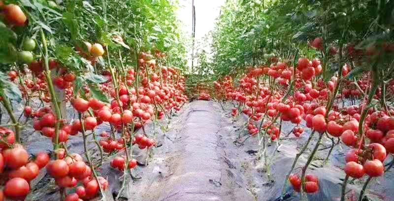 抗线虫番茄种子大果好吃西红柿种籽节位短矮秧口感好高硬度