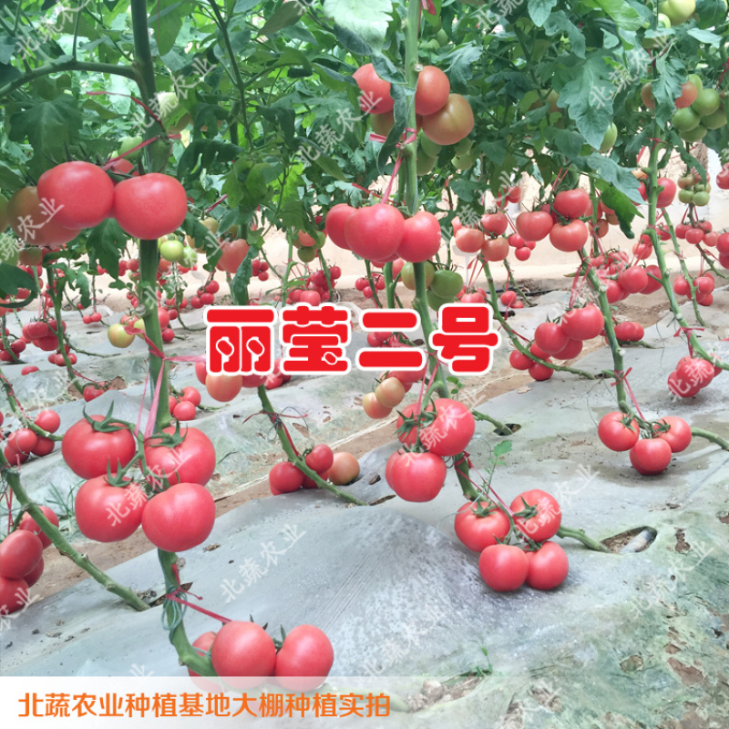 大果西红柿种子耐裂高硬度番茄种籽耐高温丽莹二号