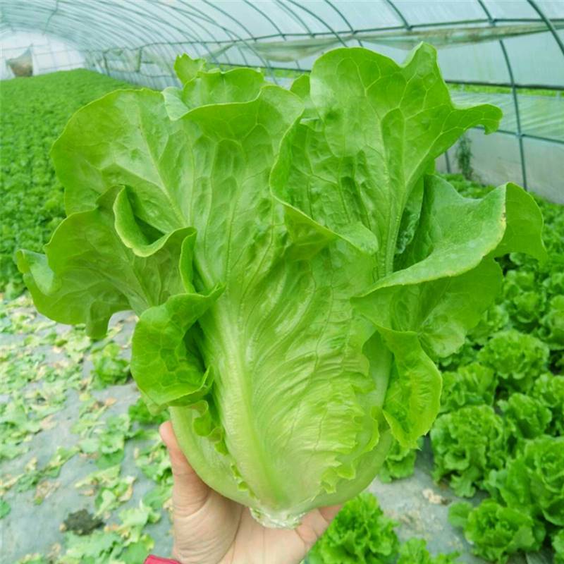 全年耐抽苔生菜种子意大利耐热耐寒速生生菜种子籽四季蔬菜种