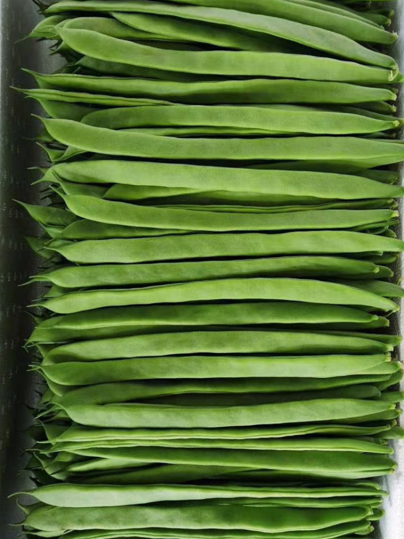 雪龙王架豆种子高产扁芸豆种子春秋季架豆宽扁绿芸豆嫩荚绿白