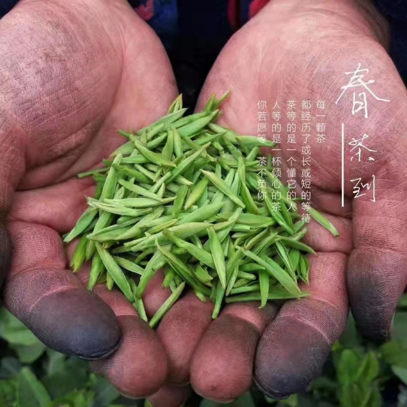 碧螺春茶叶味浓礼盒装来自大自然的绿茶镇安特产象元