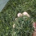 优质高山云雾茶春茶上市量大优惠欢迎大家咨询采购