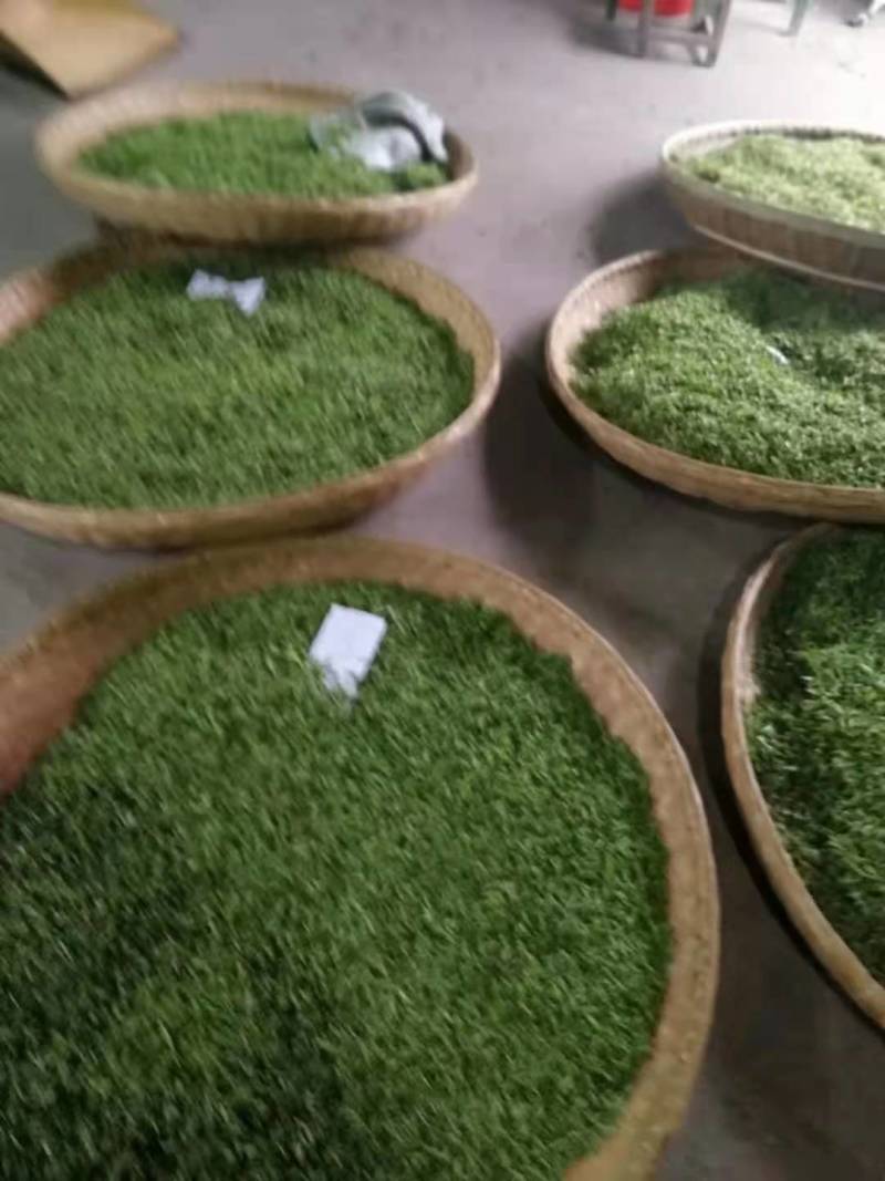 优质高山云雾茶春茶上市量大优惠欢迎大家咨询采购