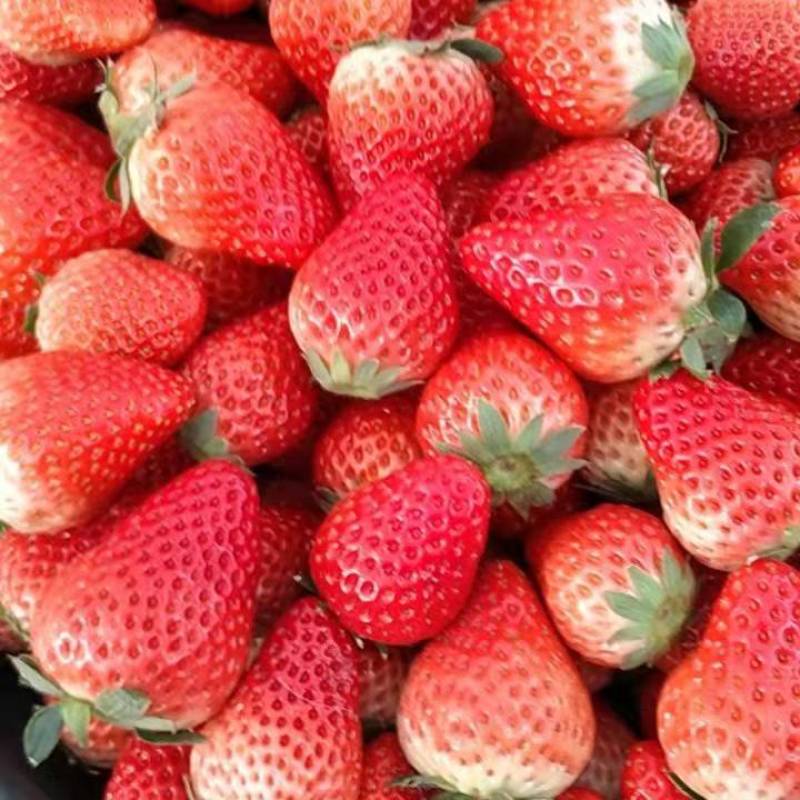 【优选商家】红颜草莓基地大量上市规格齐全品质保证量大从优