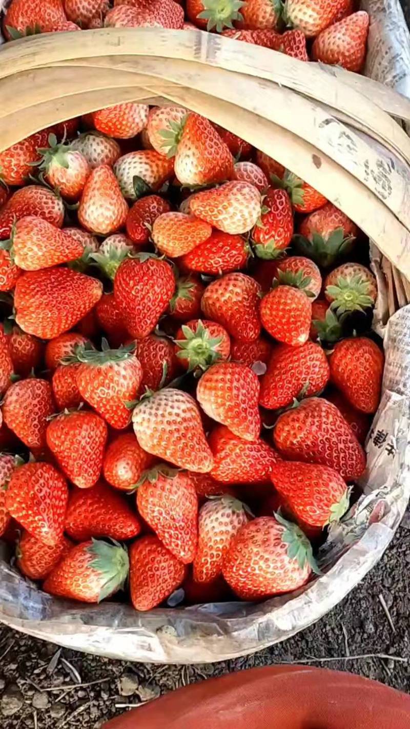 【优选商家】红颜草莓基地大量上市规格齐全品质保证量大从优