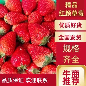 【优选商家】红颜草莓基地大量上市规格齐全品质保证量大从优