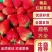 【优选商家】红颜草莓基地大量上市规格齐全品质保证量大从优