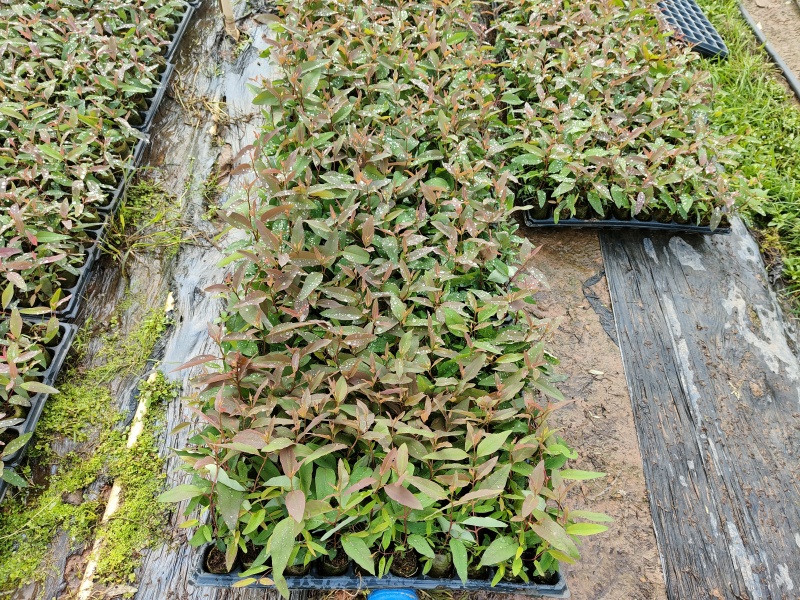 桉树28号苗，基地直采直销，货源稳定，生长快，品质有保证