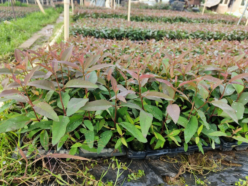 桉树28号苗，基地直采直销，货源稳定，生长快，品质有保证