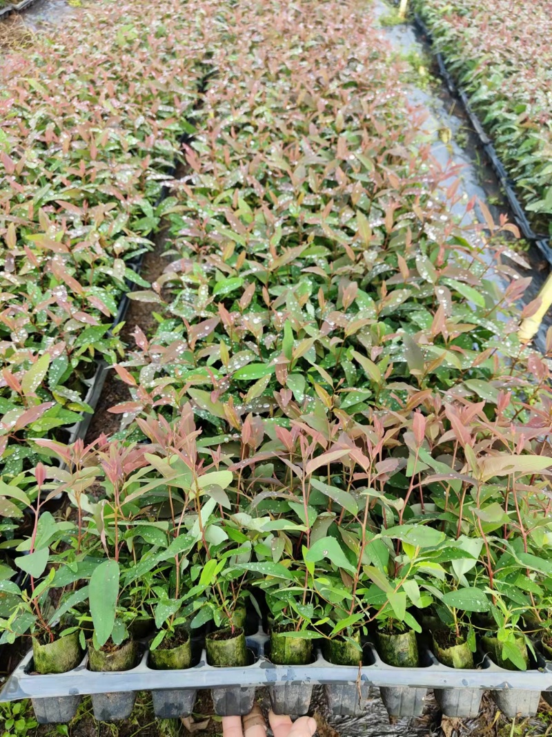 桉树28号苗，基地直采直销，货源稳定，生长快，品质有保证