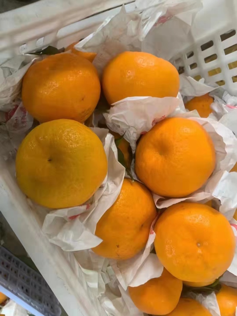 四川耙耙柑高次直供：电商货，拖板车货货源充足