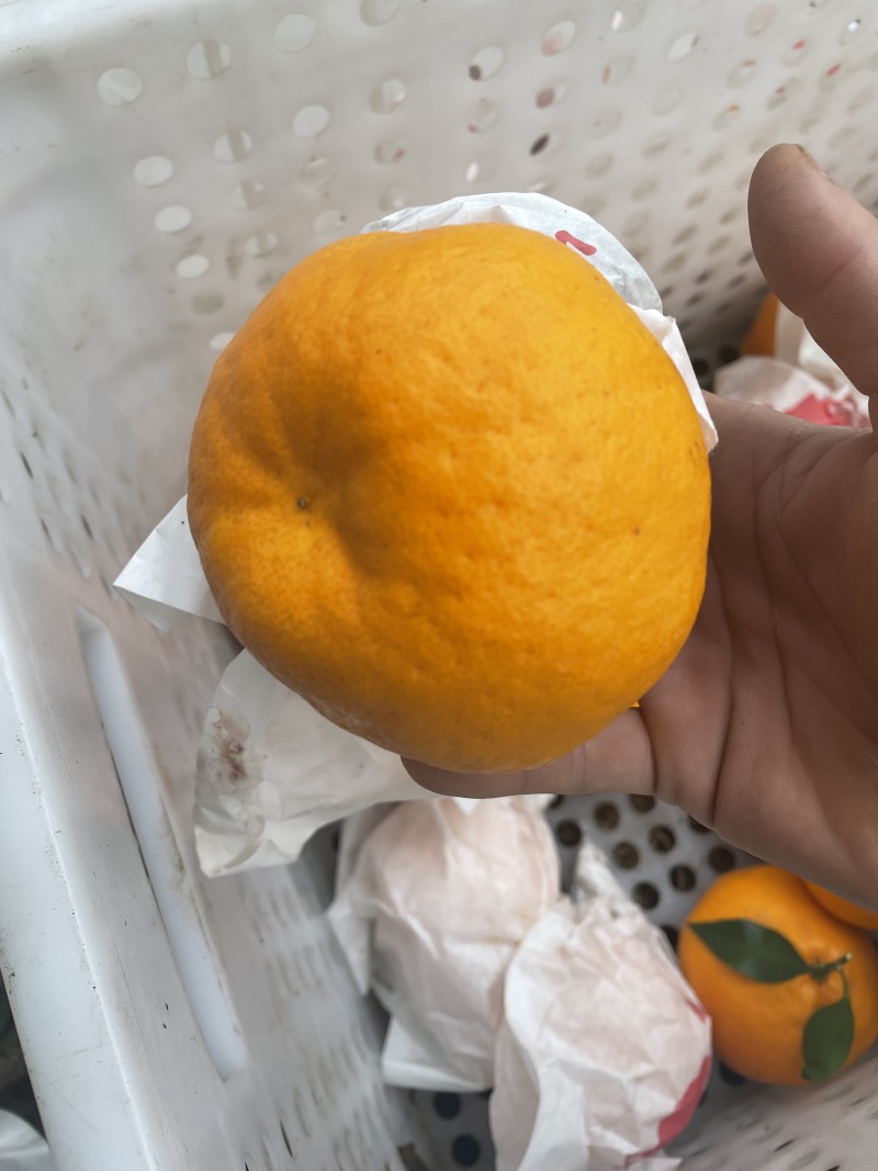 四川耙耙柑高次直供：电商货，拖板车货货源充足