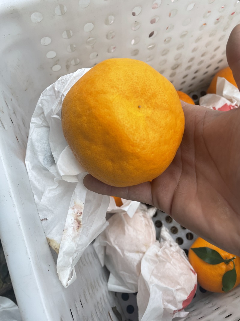 四川耙耙柑高次直供：电商货，拖板车货货源充足
