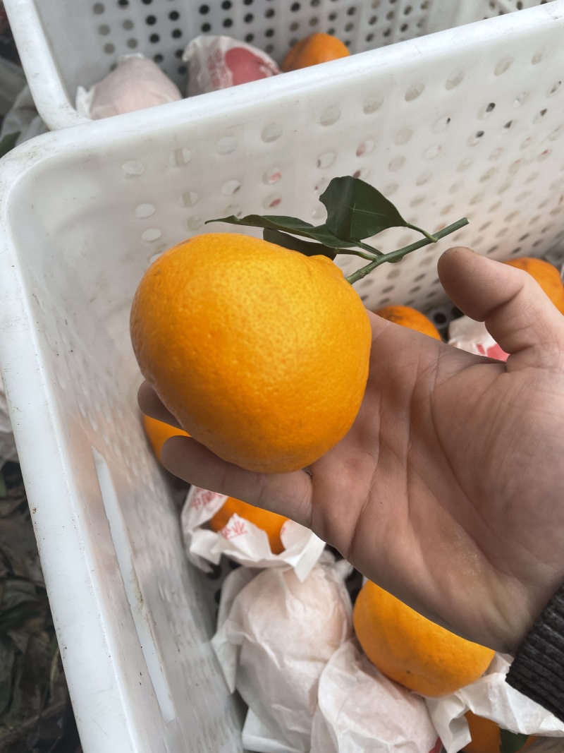 四川耙耙柑高次直供：电商货，拖板车货货源充足