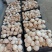 新鲜香菇河南基地直供一手货源品质保证诚信经营