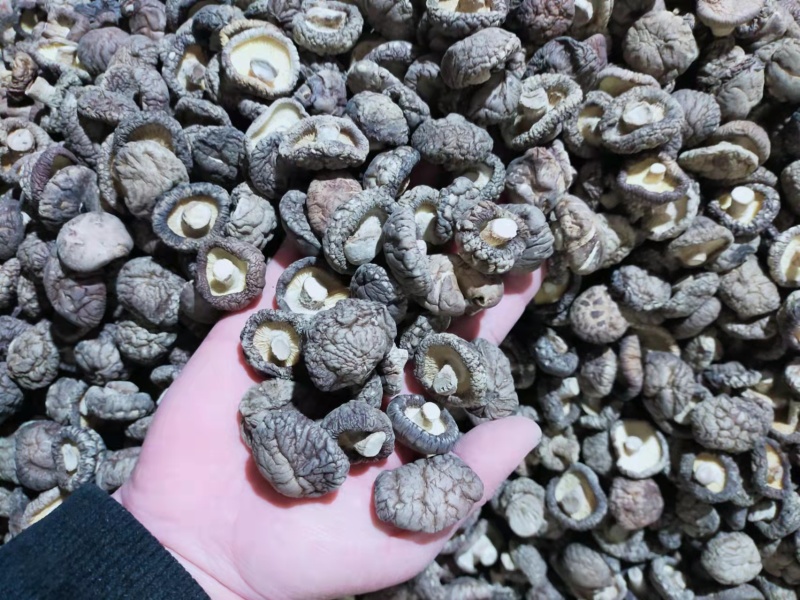 干香菇河南基地直供一手货源品质保证欢迎采购