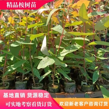 优质桉树二十九号幼苗，基地先挖精品苗，易成活，欢迎咨询